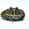Rohatka cranwellova - Ceratophrys cranwelli