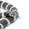 Korálovka pruhovaná kalifornská – Lampropeltis getulus californiae