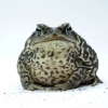 Ropucha obrovská – Bufo marinus