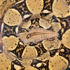 Hroznýš královský – Boa constrictor